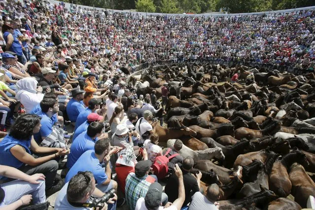 Wild horses are seen gathered during the “Rapa das Bestas” traditional event in the village of Sabucedo, northwestern Spain, July 5, 2015. (Photo by Miguel Vidal/Reuters)