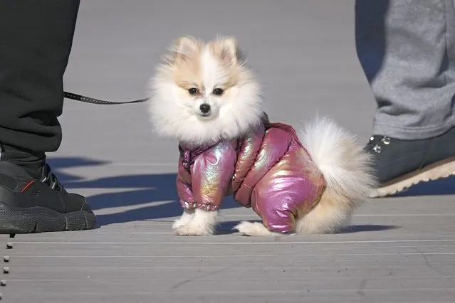 Kiwi the dog sports a shiny outfit while being walked by the Sea of Azov in Mariupol, Donetsk region, eastern Ukraine, Sunday, February 13, 2022. (Photo by Vadim Ghirda/AP Photo)