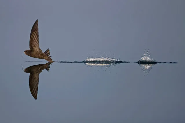 Animal behaviour category winner. Common Swift Skimming The Water by Robin Chittenden from Norwich, Norfolk. (Photo by Robin Chittenden/British Wildlife Photography Awards/PA Wire Press Association)