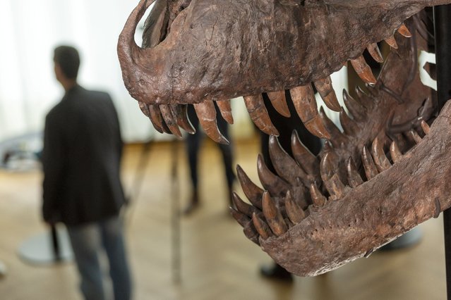 View of the mouth of a 67-million-year-old T-Rex skeleton named “TRX-293 TRINITY Tyrannosaurus” is seen during a preview at Koller auction house in Zurich, Switzerland on March 29, 2023. This king of dinosaurs is only the third such a creature ever offered at auction, and the first time in Europe and is expected to fetch 5 million to 8 million Swiss francs ($5.44-8.71 million USD) when it goes on sale in Zurich on April 18th. (Photo by Denis Balibouse/Reuters)