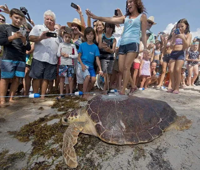 A sub-adult loggerhead sea turtle named Aaron, with a satellite tracking transmitted affixed to its shell is shown in this handout photo provided by the Florida Keys News Bureau as it makes its way to the ocean at Sombrero Beach in Marathon, Florida  July 17, 2015. Treated for more than three months at the Florida Keys-based Turtle Hospital, the turtle is the only rehabilitated turtle of a dozen sea turtles that are to be tracked online as part of the Sea Turtle Conservancy's Tour de Turtle education program. (Photo by Andy Newman/Reuters/Florida Keys News Bureau)