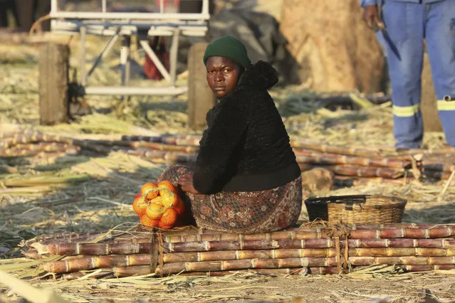 A woman sits on a bunch of sugarcane while waiting for transport at a market place in Harare, Zimbabwe, Wednesday August 14, 2019. Many Zimbabweans are bracing themselves for fresh unrest later this week after the main opposition party called renewed public rallies. (Photo by Tsvangirayi Mukwazhi/AP Photo)