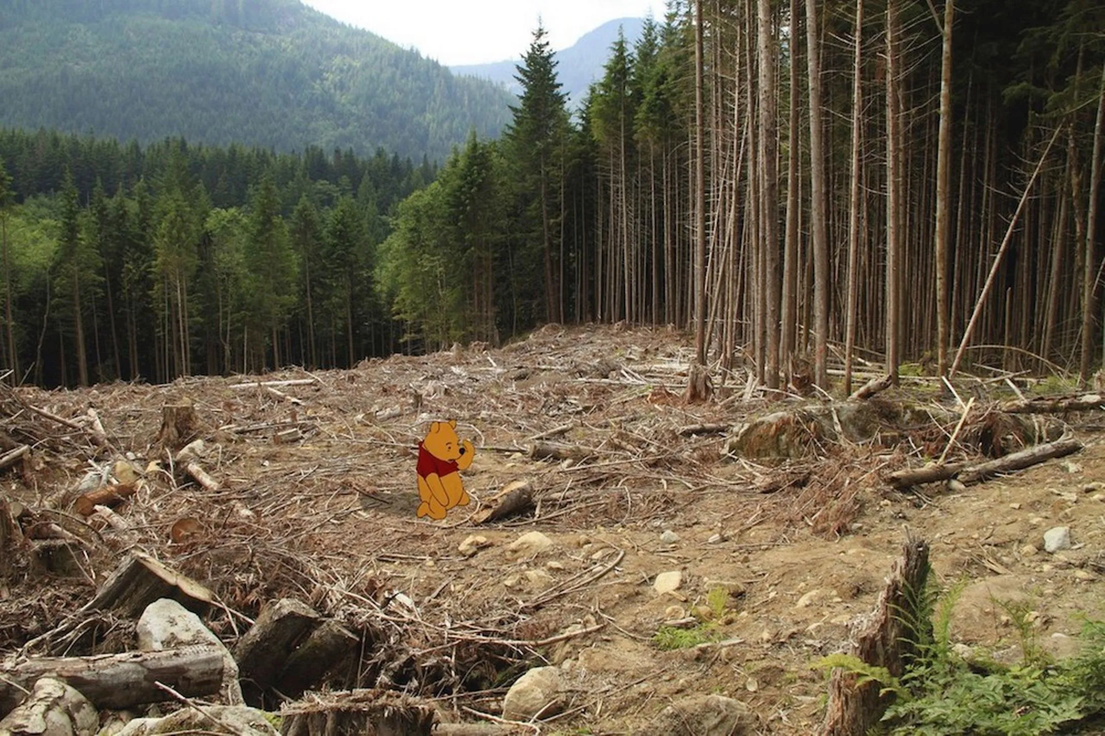 Обезлесивание. Вырубка лесов. Экология вырубка лесов. Массовая вырубка леса. Последствия вырубки лесов.