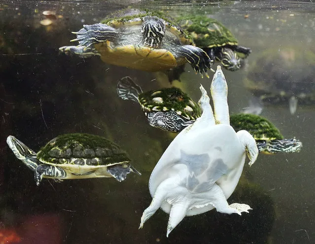 Various types of turtles swim in their pool in the zoo in Frankfurt, Germany, Monday, May 8, 2017. (Photo by Michael Probst/AP Photo)