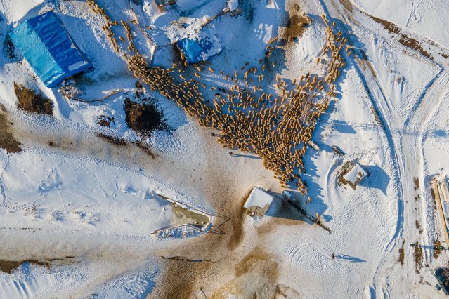 A drone photo shows flock of sheep taken out for grazing on a winter day in Tercan district of Turkiye's eastern Erzincan province on January 28, 2022. (Photo by Ali Mermertas/Anadolu Agency via Getty Images)