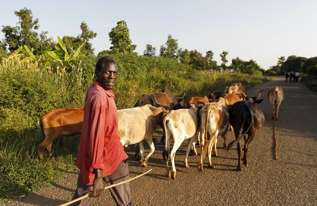 Timothy Adede, a 50-year-old herdsman and farmer, leads his cattle from a water point to his homestead in Kogelo, west of Kenya's capital Nairobi, July 14, 2015. Adede said, “Our children are working hard in school to be like the U.S. President Barack Obama”. (Photo by Thomas Mukoya/Reuters)