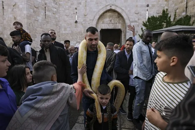 A Palestinian man carries a snake during Eid al-Fitr celebrations in the Old City of Jerusalem, Monday, May 2, 2022. Eid al-Fitr, festival of breaking of the fast, marks the end of the holy month of Ramadan. (Photo by Mahmoud Illean/AP Photo)