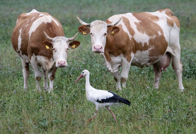 Two cows and a stork stand in the drizzle on a pasture in the Taunus, Germany on September 9, 2024. According to the meteorologists' forecast, the weather is set to remain cool and rainy in the coming days. (Photo by Boris Roessler/dpa)