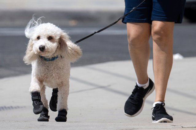 Waffle's boots are made for scorching hot pavement as owner Esmeralda Hernandez walks him in Santa Ana on Saturday, September 7, 2024. Orange County is in the throes of a triple digit heat wave with relief expected by the middle of the week. (Photo by Lauren Witte/USA TODAY Network)