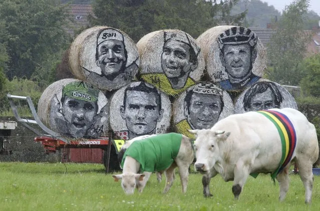 Cows, draped in the colours of the Tour de France cycling leaders jerseys, graze in a field near rolls of hay with the portraits of former champions along the route of the fifth stage of the Tour de France cycling race from Ypres in Belgium to Arenberg Porte du Hainaut in France, July 9, 2014. (Photo by Jacky Naegelen/Reuters)