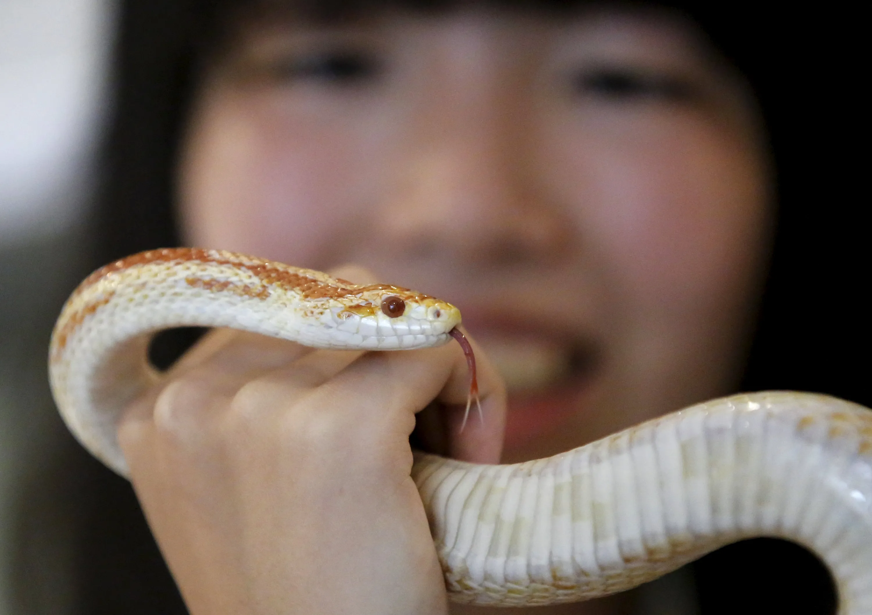 Ребенок держит змею. Змеи Японии. Змеи обитающие в Японии. Кафе со змеями.
