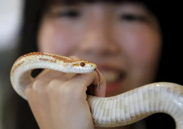 A customer holds a snake at the Tokyo Snake Center, a snake cafe, in Tokyo's Harajuku shopping district  August 14, 2015. (Photo by Toru Hanai/Reuters)