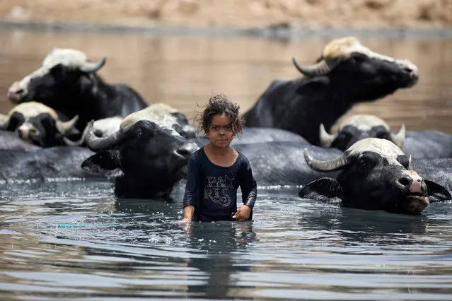 A young Iraqi shepherdess cools down buffaloes in wastewater filling the dried-up Diyala river which was a tributary of the Tigris, in the Al-Fadiliyah district east of Baghdad, on June 26, 2022. Iraq's drought reflects a decline in the level of waterways due to the lack of rain and lower flows from upstream neighboring countries Iran and Turkey. (Photo by Ahmad Al-Rubaye/AFP Photo)