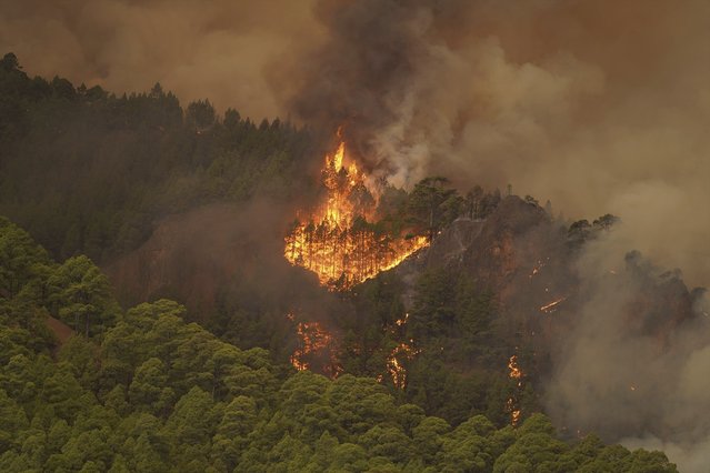 The flames advance through the forest near the town of El Rosario, as wildfire continues to burn on Tenerife, Canary Islands, Wednesday, August 16, 2023. An out-of-control wildfire on the Spanish Canary island of Tenerife has burned some 2,600 hectares (6,400 acres) of land and forced the evacuation of some 300 people from several small towns, Canary Islands regional president Fernando Clavijo said Thursday. (Photo by Europa Press via AP Photo)