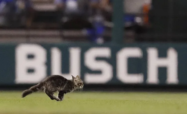 A cat runs across the field at Busch Stadium during the sixth inning of a baseball game between the St. Louis Cardinals and the Kansas City Royals on Wednesday, August 9, 2017, in St. Louis. (Photo by Jeff Roberson/AP Photo)