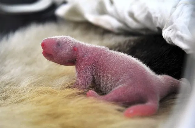 One of two giant panda cubs stretches at a panda research center in Wolong, China