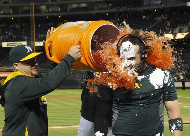 Oakland Athletics Derek Norris (R) gets doused with Gatorade by teammates Stephen Voght (L) and Nate Freiman (back, obscured) after hitting the game winning hit against the Tampa Bay Rays during the 10th inning of their MLB game at O.co Coliseum in Oakland, California, USA, 04 August 2014. The Athletics defeated the Rays 3-2 in 10 innings. (Photo by John G. Mabanglo/EPA)