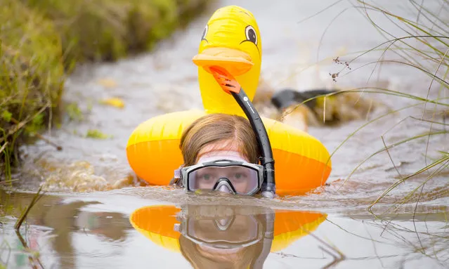 Elise Graham takes part in the World Bog Snorkelling Championships 2017 with a rubber duck on her back on August 27, 2017 in Llanwrtyd Wells, Wales. The competition draws competitors from all over the world and is now in its is the 32nd year. (Photo by Matthew Horwood/Getty Images)