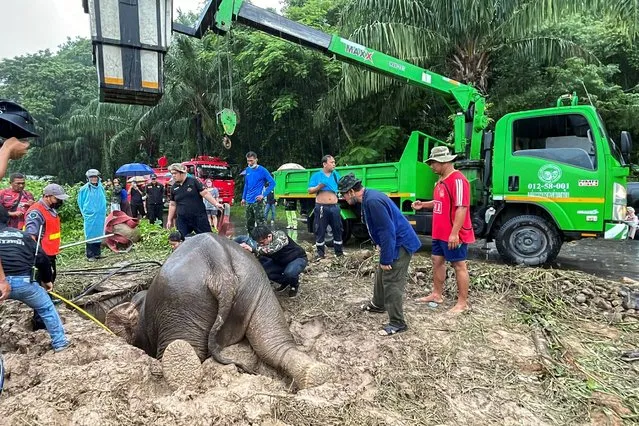 Rescue workers use a crane to lift up a mather elephant after it fell into a manhole in Khao Yai National Park, Nakhon Nayok province, Thailand on July 13, 2022. Rescuers used a truck-mounted boom lift to pull the mother out before climbing on top of her to perform simultaneous cardiopulmonary resuscitation (CPR) as a digger cleared away earth so the anxious calf could climb out from the slippery mud. (Photo by Taanruuamchon/Reuters)
