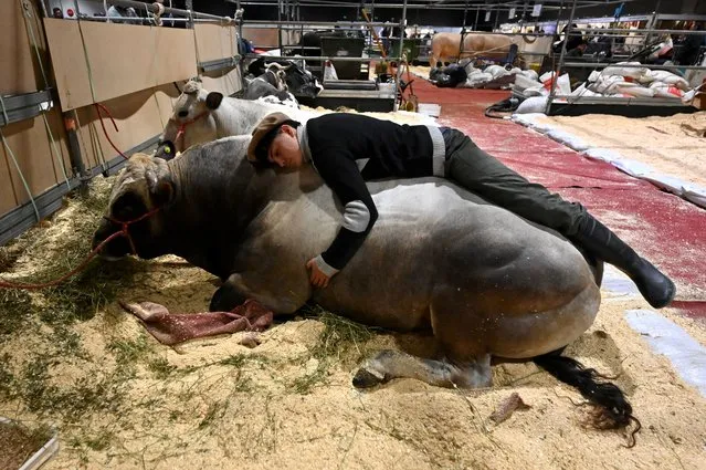 A worker rests on a cow during the opening of the 134th annual Rural Exposition, in Buenos Aires, on July 21, 2022. The annual Rural Exposition is the most representative and traditional livestock, agriculture and industry fair in Argentina. (Photo by Luis Robayo/AFP Photo)