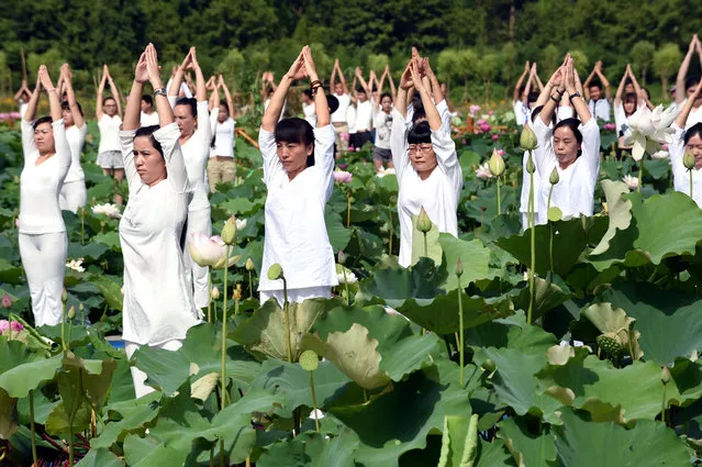Practitioners attend a yoga session in a lotus culture park in Fujian province, Xiuzhu, China on July 15, 2016. (Photo by Xinhua/Barcroft Images)