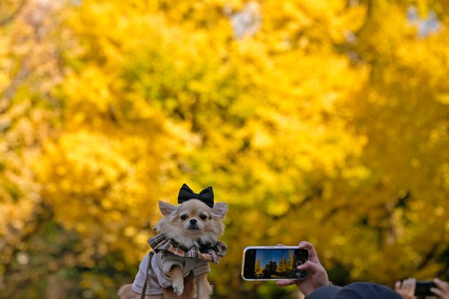 A dog is held up for a photo in front of the autumn-colored ginkgo trees in Tokyo Wednesday, November 27, 2024. (Photo by Shuji Kajiyama/AP Photo)