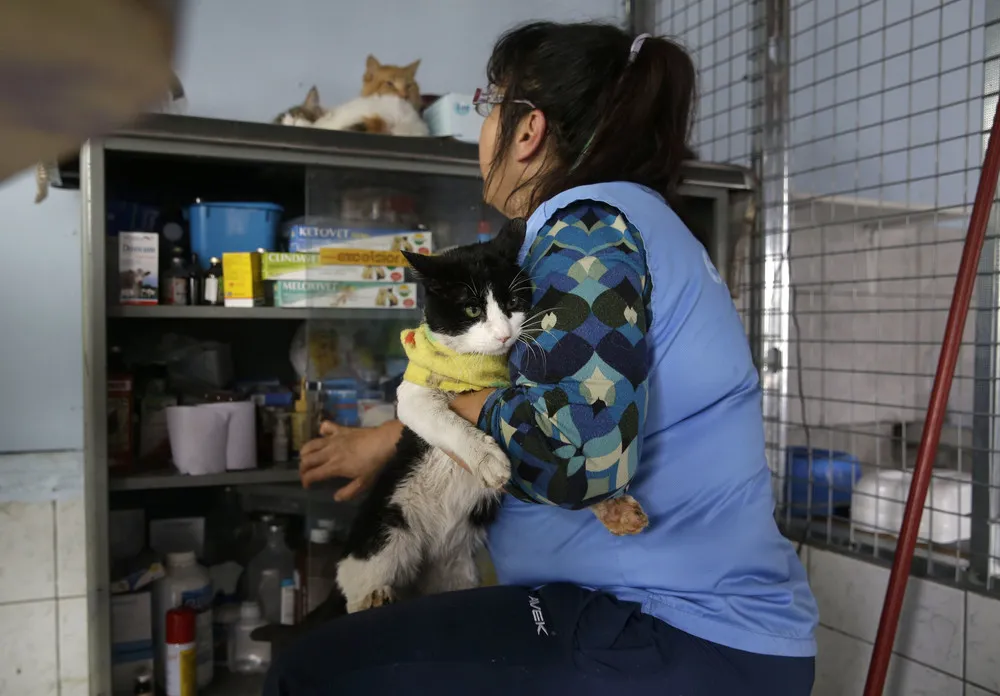 Peruvian Nurse Cares for 175 Sick Cats