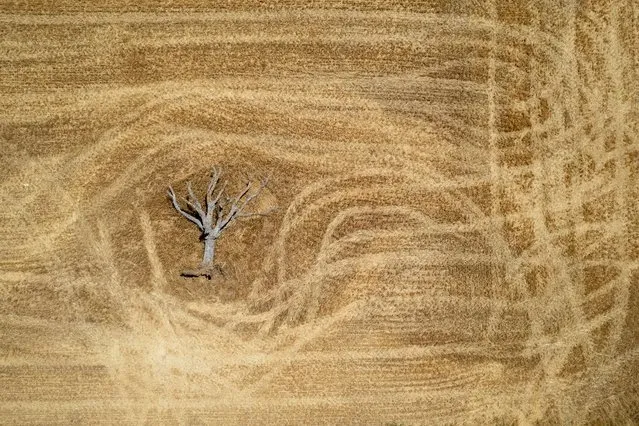A dead tree lies in a harvested wheat field on July 31, 2022 in Guadalajara province, Spain. Some areas of Europe are at risk of drought following a lack of precipitation and severe heatwaves. Spain is battling one of the driest weather conditions in a long time, which could lead to implications for agriculture and tourism, with some areas already facing water restrictions. (Photo by Pablo Blazquez Dominguez/Getty Images)