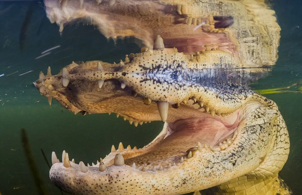 The Taser Photoshoot Original