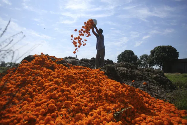 An Indian farmer throws to dump waste marigold flowers in his farm during lockdown on the outskirts of Jammu, India, Wednesday, April 22, 2020. India has reported nearly 20,000 confirmed cases of COVID-19 and over 600 deaths. (Photo by Channi Anand/AP Photo)