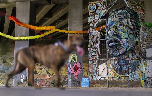 A dog walked past a sculpture entitled “Josie Comes Home” by artist William Massey on the Eastside Trail of the Atlanta Beltline in Atlanta, Georgia, USA, 03 September 2015. The installation was created with old and dilapidated found-objects. (Photo by Erik S. Lesser/EPA)