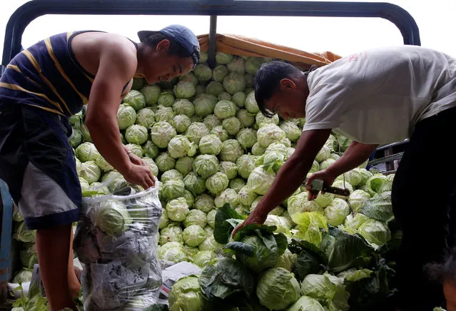 Workers sort cabbages at a truck outside a vegetable market in La Trinidad, Benguet in northern Philippines August 6, 2016. (Photo by Erik De Castro/Reuters)
