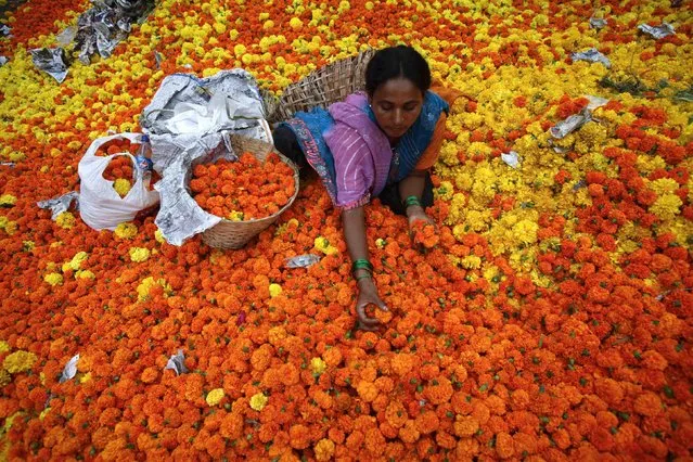 A woman sorts through marigolds at a flower market in Mumbai, India, October 4, 2012. (Photo by Vivek Prakash/Reuters)