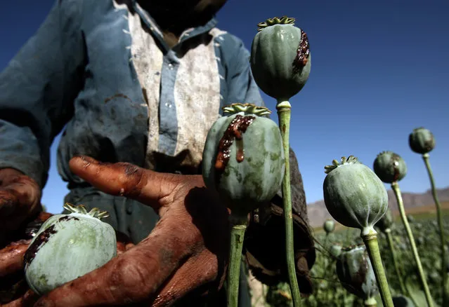 Afghan men harvest opium in a poppy field in a village in the Golestan district of Farah province, May 5, 2009. (Photo by Goran Tomasevic/Reuters)