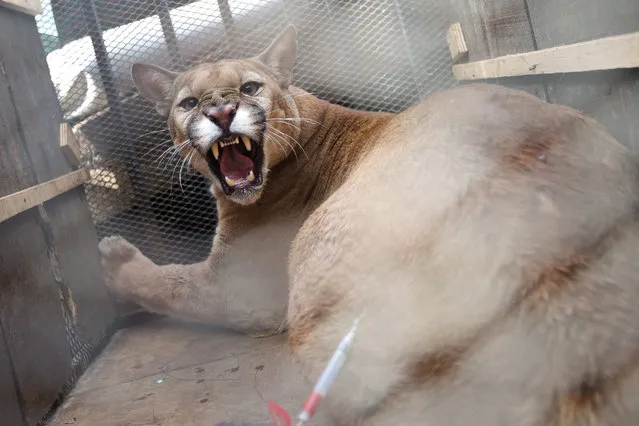 A male puma, named Bordo arrives for an examination and tests at a veterinary in Brasilia, Brazil, 31 October 2017 (issued 01 November 2017). Bordo, a young male puma, captured when he was a cub, will become the first animal of his species to be released in a sanctuary in the Brazilian savannah in Goias State close to Brasilia. The sanctuary, a preserve for wild cats,  is in the first phase and is located on private lands but state funded. (Photo by Joedson Alves/EPA/EFE)