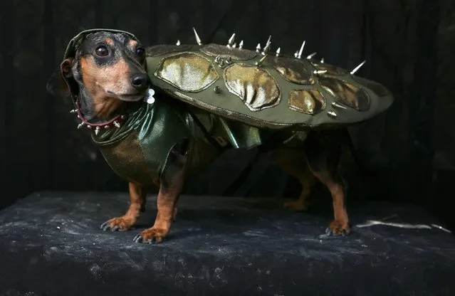 Pepper, a Dachshund, poses as a turtle at the Tompkins Square Halloween Dog Parade on October 20, 2012 in New York City