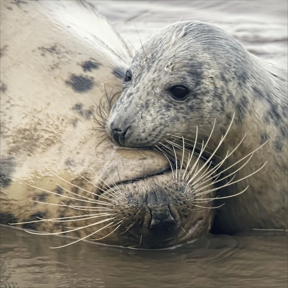 Seals and other Animals by Black Cat