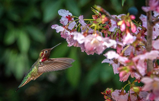 A hummingbird seeks nectar on blooming cherry blossoms at the Huntington Library and Gardens in California on March 15, 2025. (Photo by Bruce Chambers/Zuma Press Wire/Rex Features/Shutterstock)