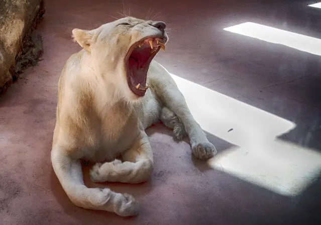 Female White Lion Ivanna yawns on a hot sunny day in a private zoo in the village of Demydiv 50 kilometres west of Kiev, Ukraine, Sunday, August 21, 2016. Most white lions live in captivity, as the rare color mutation is widely believed to make it difficult for white lions to survive in the wild. (Photo by Efrem Lukatsky/AP Photo)