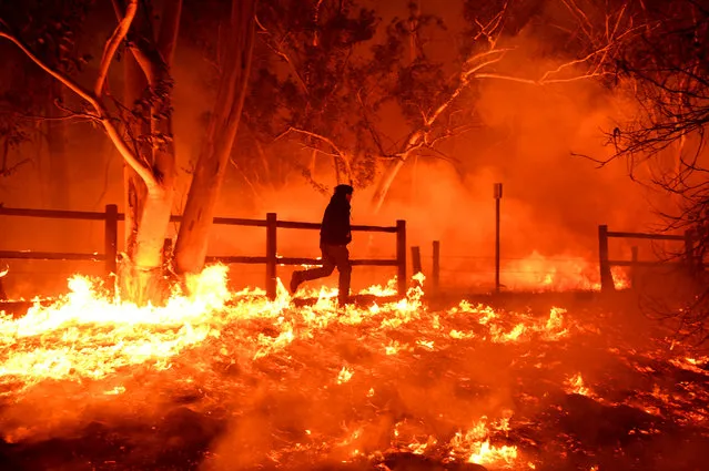 Edward Aguilar runs throught he flames from the Thomas Fire to save his cats at his mobile home along Highway 33 in Casita Springs in Ventura County Tuesday, December 5, 2017. (Photo by Wally Skalij/Los Angeles Times via Getty Images)