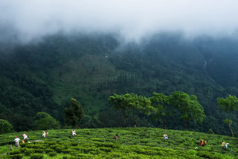 The Making of India’s Most Expensive Tea