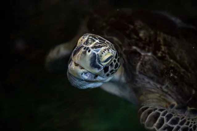 A Kemp's ridley sea turtle (Lepidochelys kempii) comes out to breathe while staying in a pond at the Submarine Museum after being rescued from a fishing net where it lost a flipper in Isla de Margarita, Nueva Esparta state, Venezuela, on November 24, 2022. (Photo by Yuri Cortez/AFP Photo)