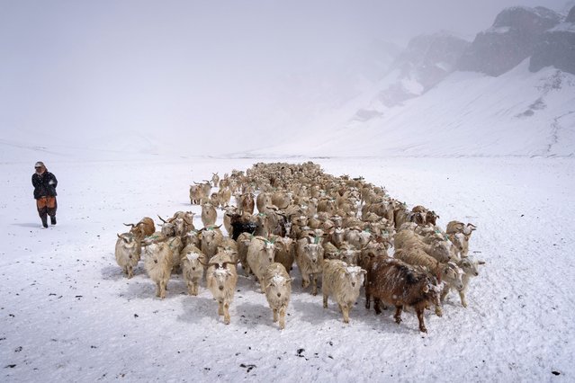 A nomadic shepherd leads a herd of pashmina goats for grazing during snowfall at the snow-capped Changthang plateau in eastern Ladakh on April 19, 2025. (Photo by Mohd Arhaan Archer/AFP Photo)
