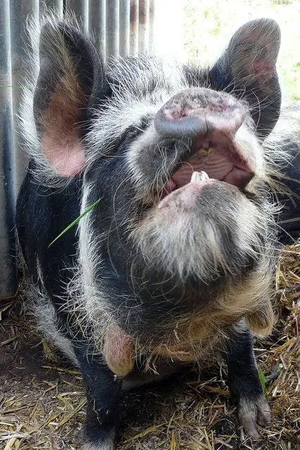 A New Zealand Kune Kune pig. (Photo by Skoop102)