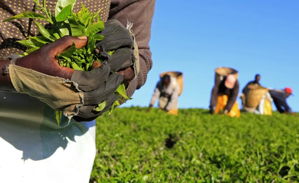 Tea Plantations in Kenya