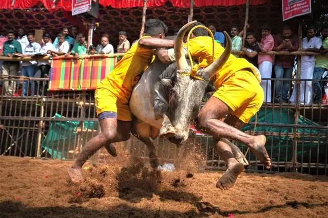 Men tackle a bull as they participate in the annual bull-taming sport of Jallikattu played to celebrate the harvest festival of Pongal on January 15, 2023 in Avaniyapuram, near Madurai, India. (Photo by Abhishek Chinnappa/Getty Images)