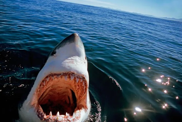 Great White Shark (Carcharodon carcharias), Dyer Island, South Africa – Atlantic Ocean. (Photo by Jeff Rotman/Getty Images)