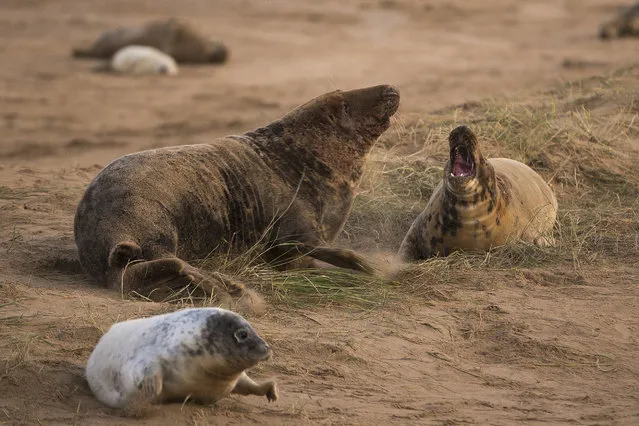 Grey Seal bulls fight at sunset near the Lincolnshire Wildlife Trust's Donna Nook nature reserve on November 24, 2014 in Grimsby, England. (Photo by Dan Kitwood/Getty Images)