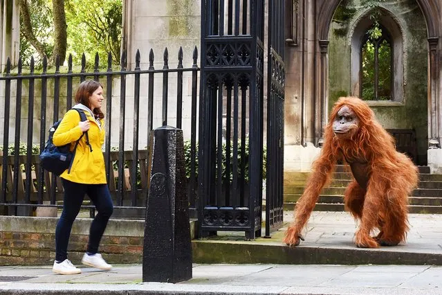 Onlookers were shocked when they saw a huge animatronic orangutan making a derelict church his new home in central London on October 8, 2020. The orangutan surprised people as part of a stunt by natural nut butter brand Meridian to highlight the fact that Bornean orangutans will go extinct if their habitat continues to be destroyed to make way for palm oil plantations. (Photo by Solent News/Rex Features/Shutterstock)