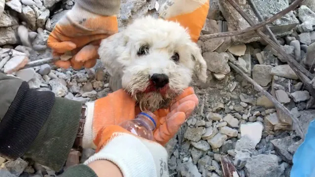 People work to rescue a dog from under rubble, in the aftermath of a deadly earthquake, in Iskenderun, Turkey February 8, 2023, in this screengrab obtained from a social media video. (Photo by Gurcan Ozturk via Reuters)